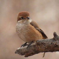 Bull-headed Shrike